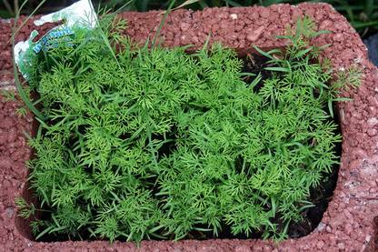 VibeX ® XXL-58 Seeds Dill Alligator Giant Seed