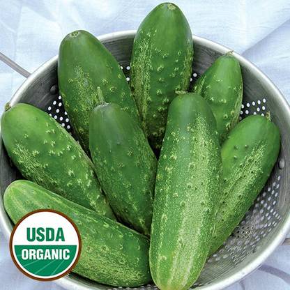 WHYGI Russian Pickling Cucumber Seeds-CuC_1491 Seed