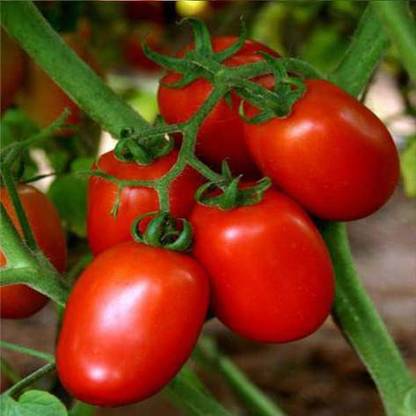 Biosnyg Oval-Shape Tomato seeds [1000 Seeds] Seed