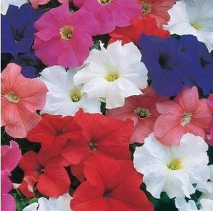 WHADE Petunia Dreams Mix Flower Seed