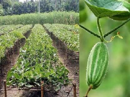 ibains Potal seed / Pootol seed Seed