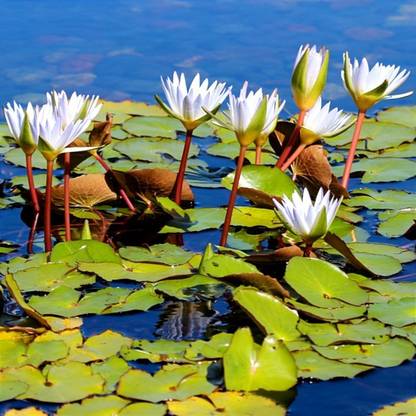 Petsella White Water lily, (1 Bulb) Seed