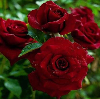 Oliver ROSE SEED,GULABI SEED Seed