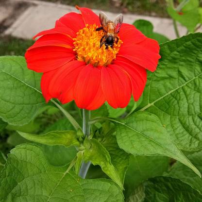 VibeX VVI-21 - Mexican Sunflower Red Flower - (450 Seeds) Seed