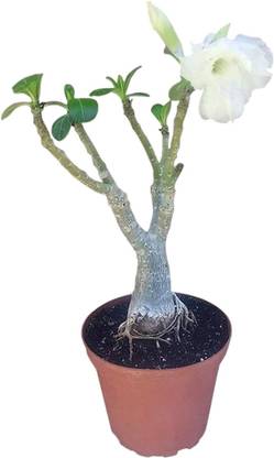 VibeX ® XXL-786 White Angel Desert Rose Seed