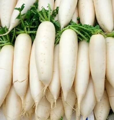 VINTI White Radish (Mooli) Vegetable (मूली के बीज) Seed