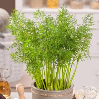 VibeX VXI-87 - Alligator Giant Dill - (750 Seeds) Seed