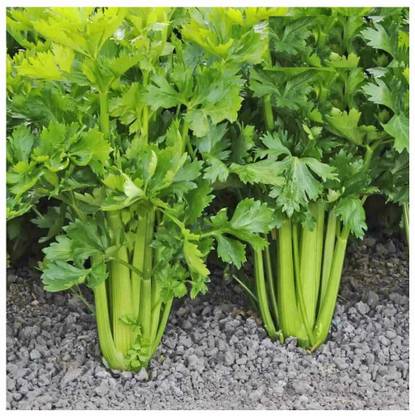 ENTENT Celery Stick Plant Seed