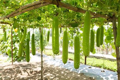VibeX ® XLR-56 Bottle Gourd Dudhi Lauki Seeds Calabash Seed