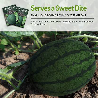 CYBEXIS TLX-41 - Sugar Baby Watermelon - (150 Seeds) Seed