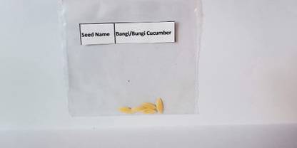 RarePlantSeed Rare Cucumber or Bungi or Bangi Cucumber, Bengal Village Seed