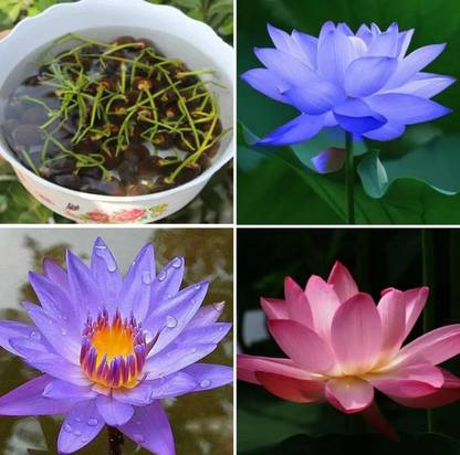 CYBEXIS ATS-67 - Water Lily/Lotus - (30 Seeds) Seed