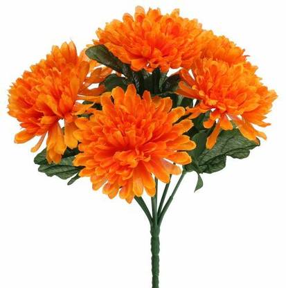 XOLDA Exotic chrysanthemum Seed
