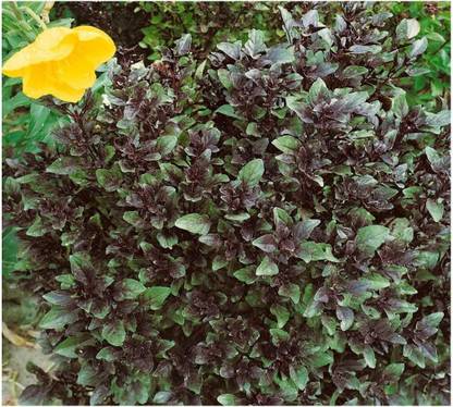 KNESSiN HERB - Basil - Corsican - -[400 Seeds] Seed