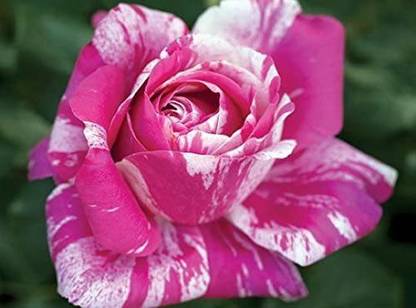 VibeX ® LXI-90 Raspberry Cream Twirl Rose Climbing Rose Seed