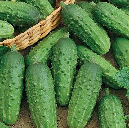 VibeX KGF -20 - Cucumber Bush Type Pickling - (150 Seeds) Seed