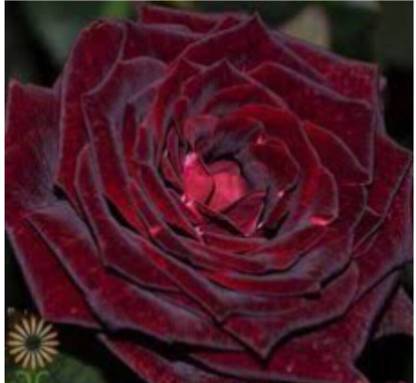 greenfarm NXC- Rose Flower Seeds / Gulab Seeds/ Best Quality, 70 X Seeds ,hhx12 Seed