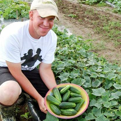 Avysa H-19 LITTLE LEAF CUCUMBER SEEDS-CuC_1905 Seed