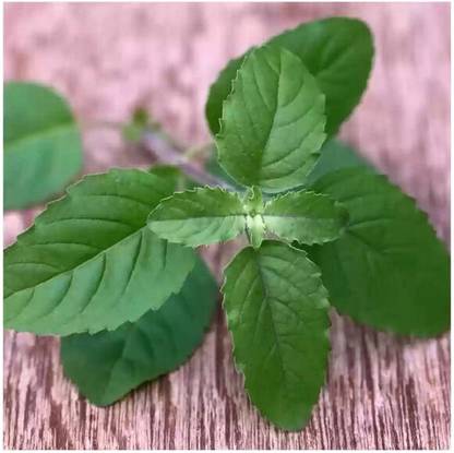 SEEDSART NXC - Gorgeous Tulsi Seeds " Tulsi " Organic 100 Seeds , I954 Seed