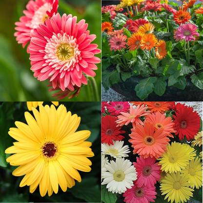 ibains Gerbera seeds all colours 36 Seed