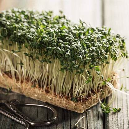 CYBEXIS Set of 5 Best Microgreen Seeds Seed