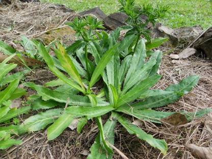 VibeX PUAS-43 - Eryngium Foetidium Mexican Culantro - (250 Seeds) Seed