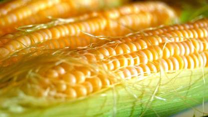 WILLVINE AGRI -XII Honey Select Yellow Sweet Corn-[25g] Seed