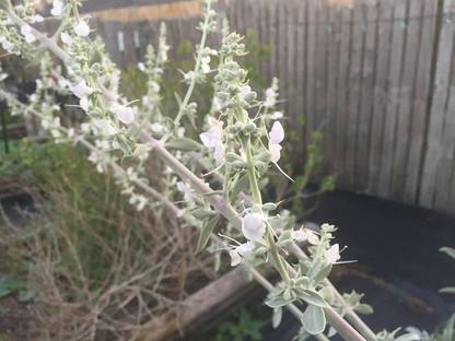 VibeX ® VMR-438 White Sage,Salvia Apiana Seeds Seed