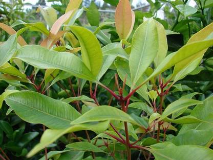 VibeX PUAS-94 - Organic Clove Beans - (180 Seeds) Seed