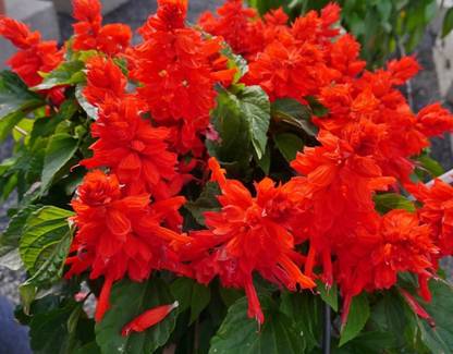 VINSEE Salvia Seeds - Red Salvia Seeds - Sage Seed