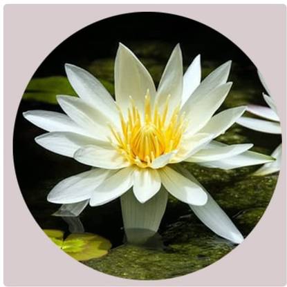 VibeX LX-13 - Water Lily/Lotus - (270 Seeds) Seed