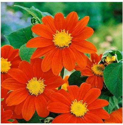 MWHY Tithonia Torch Red Flower Seed