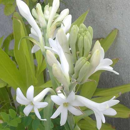 BDSresolve tuberose seeds/Tuberose flower seeds 14 Seed
