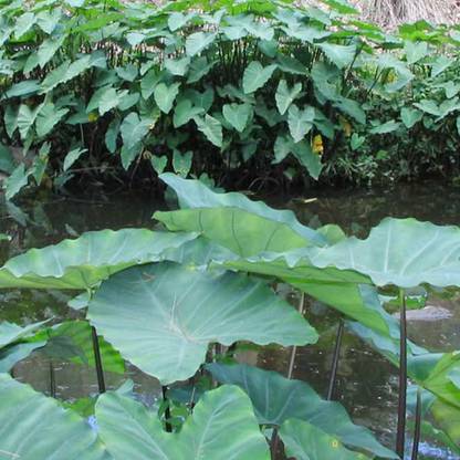 SREE Taro Root,Kachu Seed