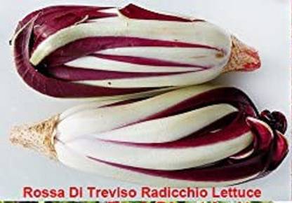 CYBEXIS Rossa Di Treviso Radicchio Lettuce Seeds2000 Seeds Seed