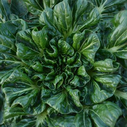CYBEXIS XLL-69 - Tatsoi Mustard - (750 Seeds) Seed