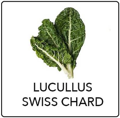 CYBEXIS Swiss Chard-250 Seeds Seed
