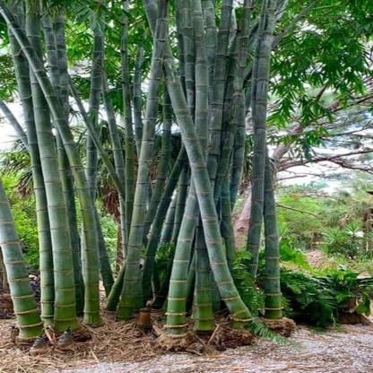 SHOP 360 GARDEN Dendrocalamus giganteus, Dragon bamboo, Giant bamboo Seeds For Planting Seed
