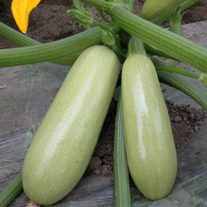 CYBEXIS Climbing Zucchini Seeds Heirloom Squash100 Seeds Seed