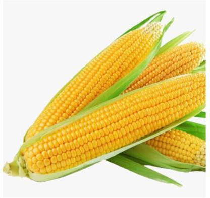 greenfarm NXC- Yellow Sweet Corn Seeds / Hybrid/ 100 X Seeds , jjb125 Seed