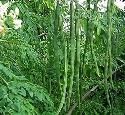 CRGO DRUMSTICK , MORINGA Seed