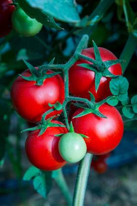 VKT tomato Seed