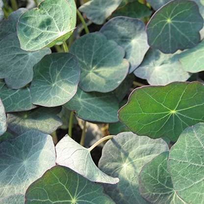 CYBEXIS Nasturtium - Blue Pepe (Micro Green/Salad Leaf) Seed