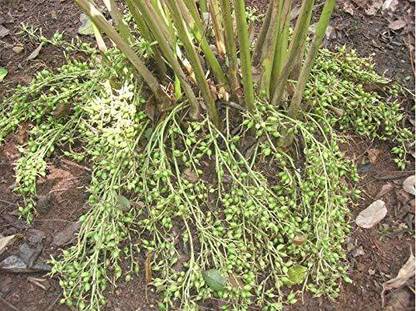 CYBEXIS XLL-52 - Green Cardamom Elaichi Tree - (180 Seeds) Seed