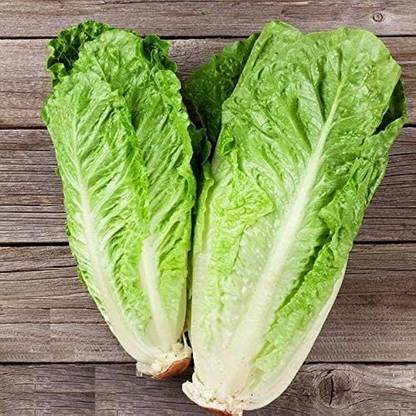 BDSresolve Chinese lettuce seeds/lettuce seeeds 52 Seed
