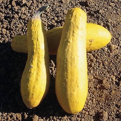 CYBEXIS LX-98 - Yellow Straightneck Summer Squash - (675 Seeds) Seed