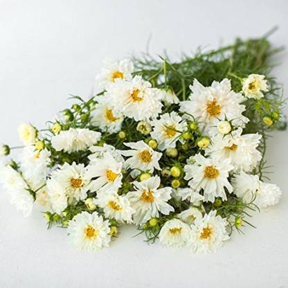 VibeX LXI-5 - Cosmos Snow Puff - (30 Seeds) Seed