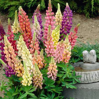 JRYU Lupin Pixie Dwarft Mixed Flower Seed
