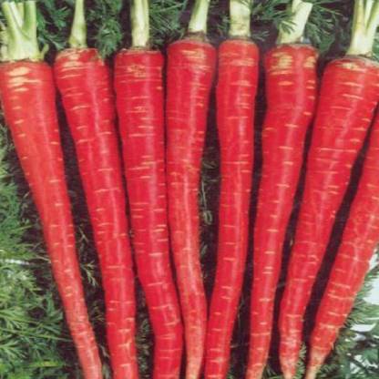 RUDAN Atomic Red Carrot Seed