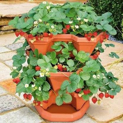 KNESSiN Strawberry Plants, Sweet and Sour-{200 Seeds} Seed
